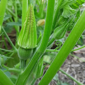 Courgette de nice à fruit rond - graine