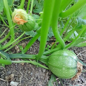 Courgette de nice à fruit rond - graine