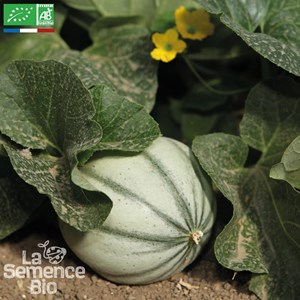 Melon charentais superprécoce du roc -