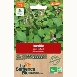 Basilic tulsi - graines bio