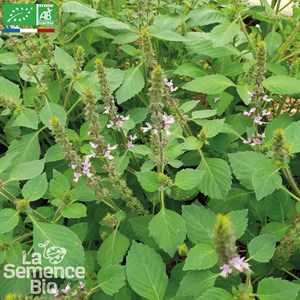 Basilic tulsi - graines bio