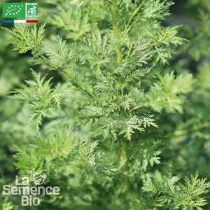 Armoise annuelle bio