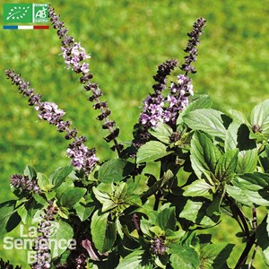 Basilic cannelle - graines bio