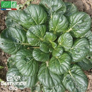 Jeunes pousses chou de chine tatsoï - g