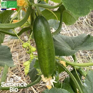 Concombre mirella - graines bio