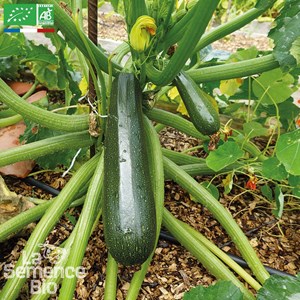 Courgette ola escaladora - graines bio