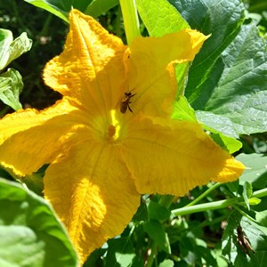 Courgette ola escaladora - graines bio