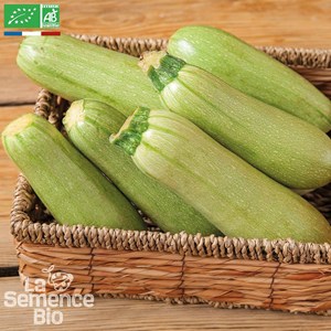 Courgette verte petite d'alger - graines
