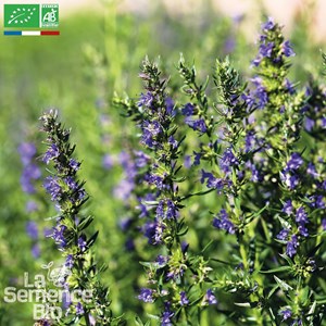 Hysope officinale - graines bio