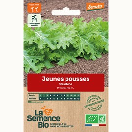 Jeunes pousses wasabino - graines bio