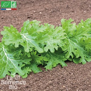 Jeunes pousses wasabino - graines bio