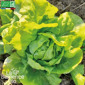 Laitue sucrine appia - graines bio