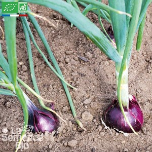 Oignon rouge de toulouges - graines bio