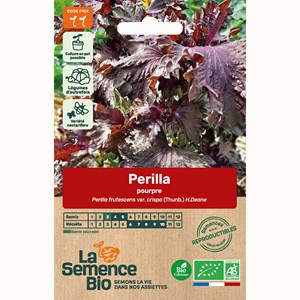 Périlla pourpre - graines bio