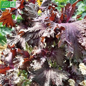 Périlla pourpre - graines bio