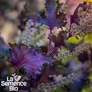 Périlla pourpre - graines bio