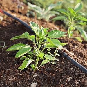 Poivron mandarine - graines bio