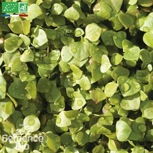 Pourpier winterpostlein claytone de cuba