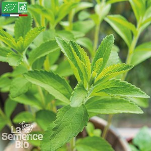 Stevia - graines bio