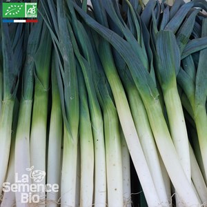 Poireau fantassin - graines bio