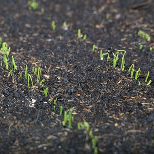 Poireau fantassin - graines bio