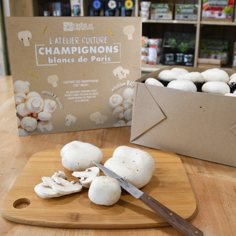 Innovation & Startup : Des kits pour faire pousser des champignons chez soi
