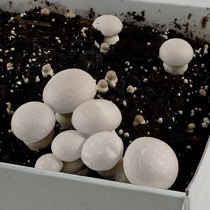 Kit de culture champignons de paris bio