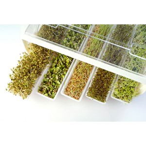 Easygreen - germoir automatique
