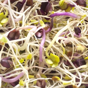 Graines à germer alfalfa - radis - fenou