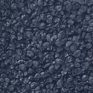 Graines à germer poireau germline