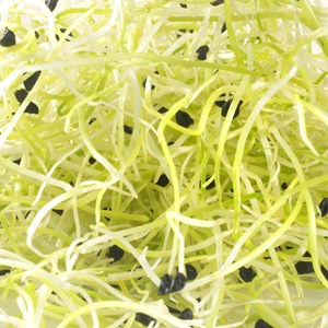 Graines à germer poireau germline