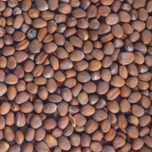 Graines à germer radis noir germline