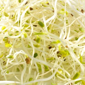 Graines à germer trèfle rouge germline