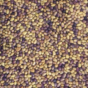 Graines à germer trèfle rouge germline