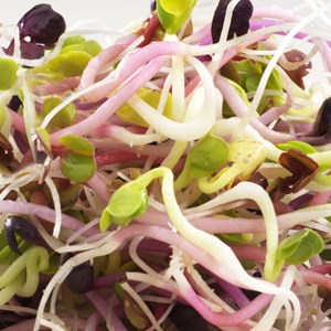 Graines à germer 4 radis germline