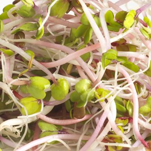 Graines à germer radis rose germline