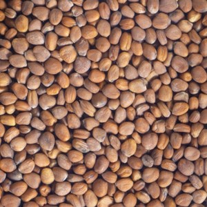 Graines à germer radis rose germline