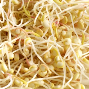 Graines à germer quinoa germline