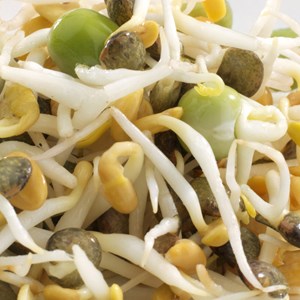 Graines à germer mix protéines germline