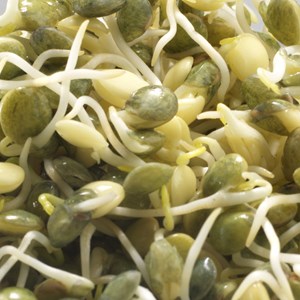 Graines à germer lentille germline
