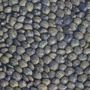 Graines à germer lentille germline