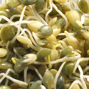 Graines à germer lentille germline