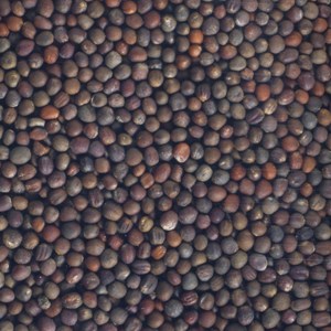 Graines à germer brocoli germline