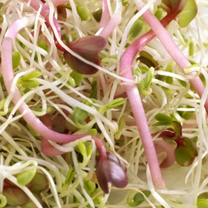 Graines à germer alfalfa, trèfle, radis