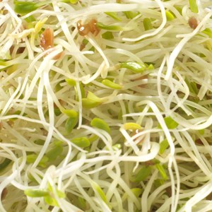 Graines à germer alfalfa - roquette germ