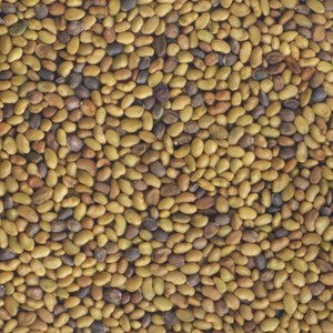 Graines à germer alfalfa - roquette germ