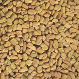 Graines à germer fénugrec germline