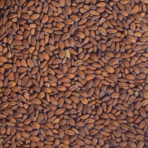 Graines à germer cresson germline