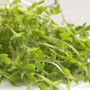 Graines à germer cresson germline