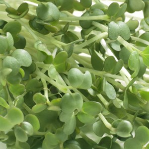 Graines à germer roquette germline